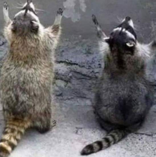 《浣熊颱風》浣熊們是在祈禱風雨變強嗎…?! 《浣熊颱風》浣熊們是在祈禱風雨變強嗎…?!