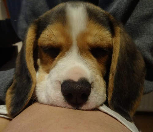 寵物的《愛心鼻》應該不是主人惡作劇畫上去的吧ww