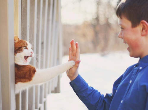 《貓咪擊掌動圖》快來給我一個五~(=´∀`) 人 (´∀`=) 《貓咪擊掌動圖》快來給我一個五~(=´∀`) 人 (´∀`=)