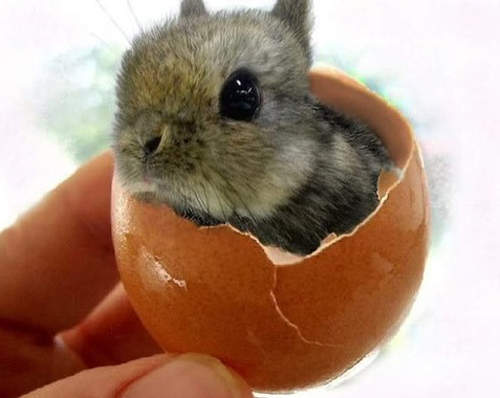 【萌死注意】兔子一見鍾情初體驗