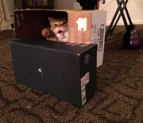 《25個貓咪基地寵壞你的貓》大家快收集紙箱動手做吧~ 《25個貓咪基地寵壞你的貓》大家快收集紙箱動手做吧~