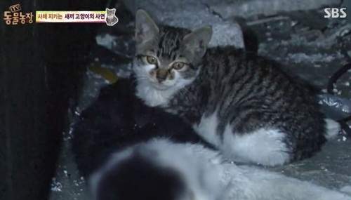 《癡癡守在媽媽身邊的小貓》媽咪 我們下輩子再在一起好不好 《癡癡守在媽媽身邊的小貓》媽咪 我們下輩子再在一起好不好