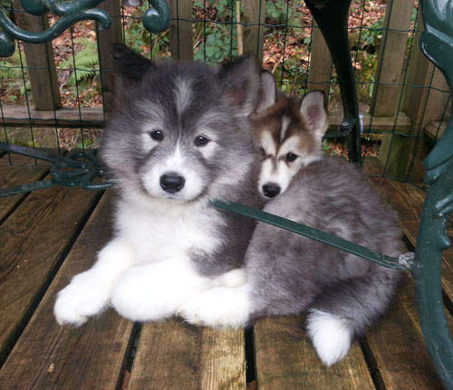 《哈士奇+薩摩耶》混血犬 讓人忍不住尖叫的萌萌臉♥ 《哈士奇+薩摩耶》混血犬 讓人忍不住尖叫的萌萌臉♥