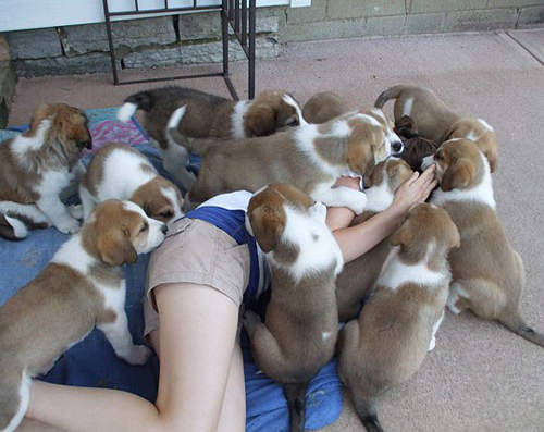 毛茸茸好可愛《小狗狗攻擊》來吧我準備好惹(躺平) 毛茸茸好可愛《小狗狗攻擊》來吧我準備好惹(躺平)