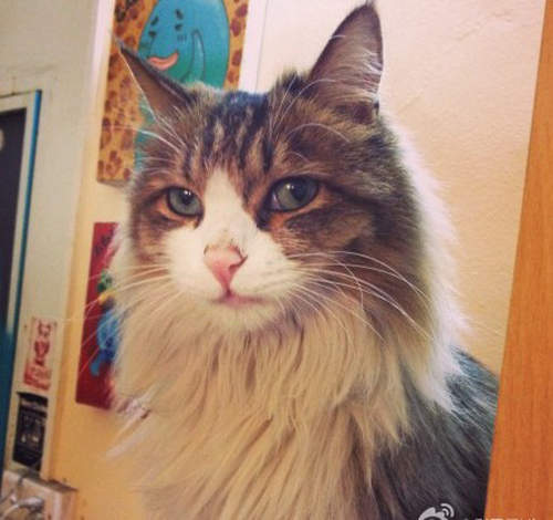 《希望牠變成人的貓》迷倒微博貓奴的帥氣喵喵♥ 《希望牠變成人的貓》迷倒微博貓奴的帥氣喵喵♥