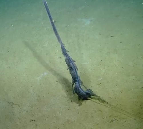  驚奇《謎樣生物》不解開謎底怎麼行