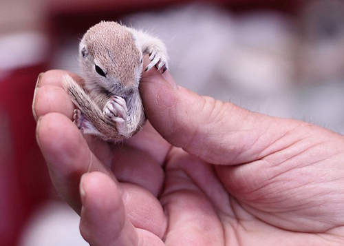 《25個超乎想像的小小小生物》到底是手指太大還是你太小?>∀< 《25個超乎想像的小小小生物》到底是手指太大還是你太小?>∀<