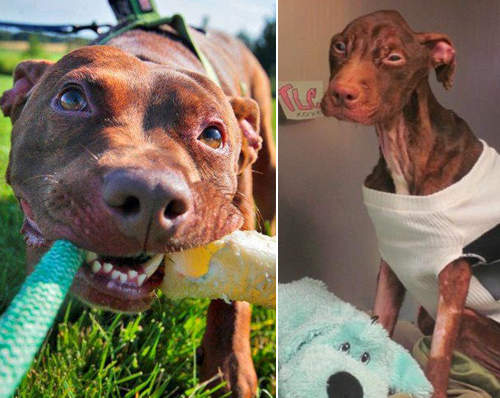 《受虐狗狗Patrick》奇跡營救日記太感動♥♥ 《受虐狗狗Patrick》奇跡營救日記太感動♥♥