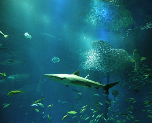 日本水族館發生鯊魚咬鯊魚的大慘事（抖）
