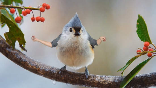 會動的《鳥人》天啊~違和君快出來工作啊XD