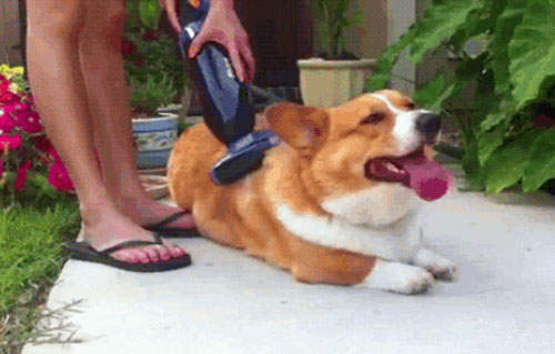 動物的爽爽刷毛表情全紀錄～(酥麻)