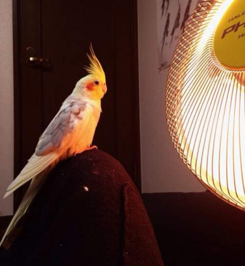 冬天取暖的鸚鵡 小心不要變成烤小鳥了~( ՞ਊ ՞) 冬天取暖的鸚鵡 小心不要變成烤小鳥了~( ՞ਊ ՞)