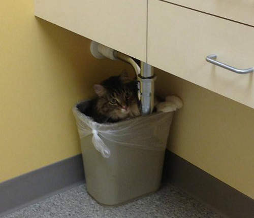 《寵物看醫生》貓老大也有害怕的一天了XDD 《寵物看醫生》貓老大也有害怕的一天了XDD