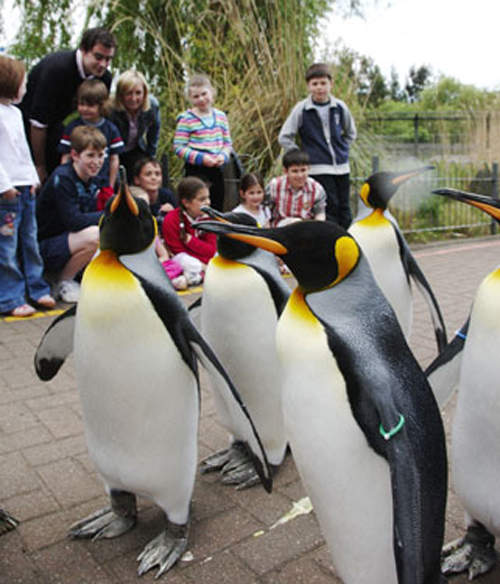 動物園《企鵝遊行》可以出門散步也太幸福了吧～