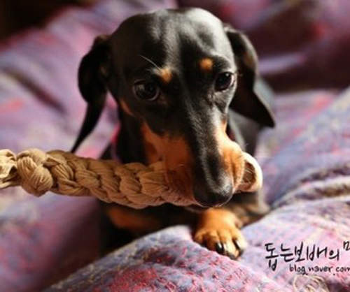 手工藝系列《狗用咬繩》喜歡咬褲褲那就真的給牠咬吧~ 手工藝系列《狗用咬繩》喜歡咬褲褲那就真的給牠咬吧~