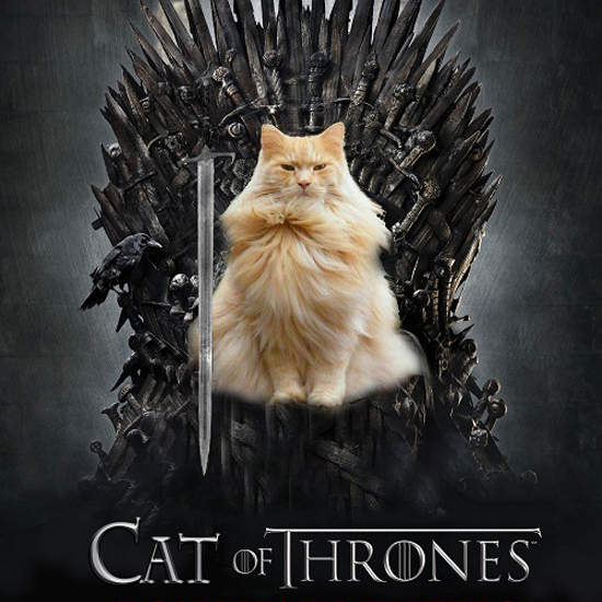 《貓版權力遊戲》如果讓貓來演會是....? 《貓版權力遊戲》如果讓貓來演會是....?