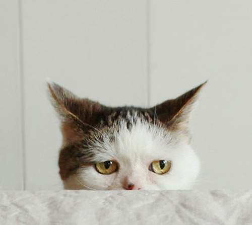 《囧臉貓 Mako》療癒人氣大爆發 《囧臉貓 Mako》療癒人氣大爆發