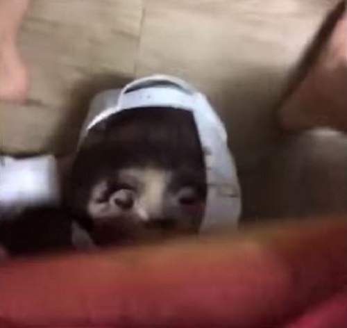 《無所不在的安娜貝爾》安娜你讓韓國人好緊繃阿XD 《無所不在的安娜貝爾》安娜你讓韓國人好緊繃阿XD