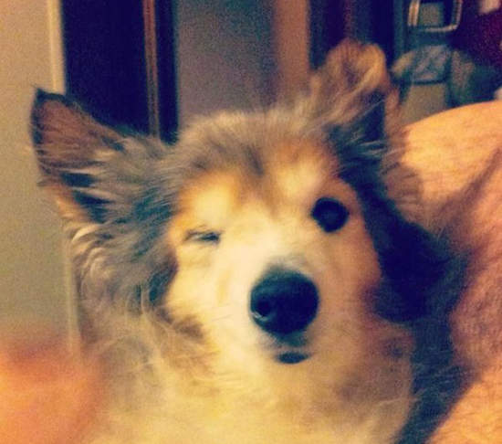 超感動《流浪狗的一年》你的一段時間是他們的一生