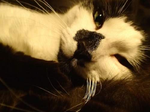 《貓兒身狗兒心》趴兔 史上最黏人的喵星人報到( ´∀`)σ 《貓兒身狗兒心》趴兔 史上最黏人的喵星人報到( ´∀`)σ