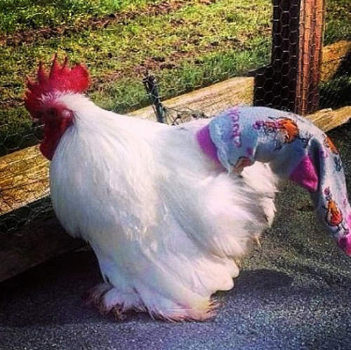 未成年勿入《GG在襪子裡》老歪們到底有沒有30公分？（重點誤）