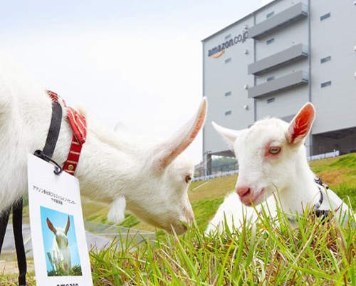 亞馬遜聘請40頭羊來當新員工　工作內容竟然是？