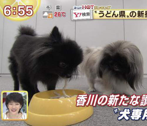 日本推出《狗狗專用烏龍麵》香川縣的烏龍麵愛實在太強大惹ww 日本推出《狗狗專用烏龍麵》香川縣的烏龍麵愛實在太強大惹ww