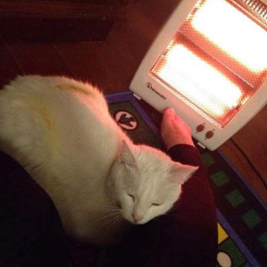 《烤焦的翅膀》冬天貓咪窩烤爐 請多小心啊～