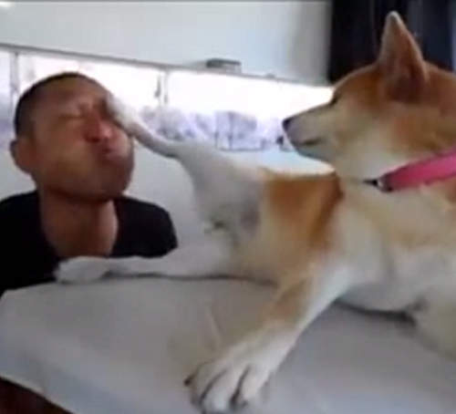 超爆笑《拒絕狗 Mari》重出江湖動圖加影片