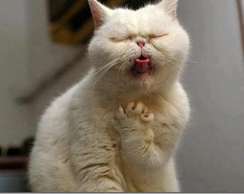 死都要吃～最危險的日本美食竟然是它