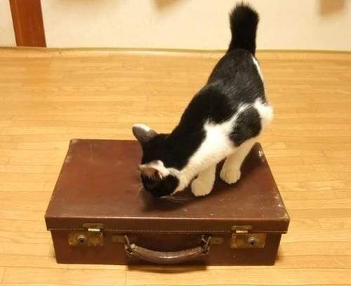 《爺爺的行李箱》這只100年前的皮箱裡到底有什麼呢？