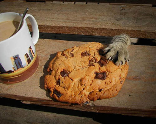 抱緊處理《貓咪小偷》你們也太明目張膽了吧 (OωOױ ) 抱緊處理《貓咪小偷》你們也太明目張膽了吧 (OωOױ )