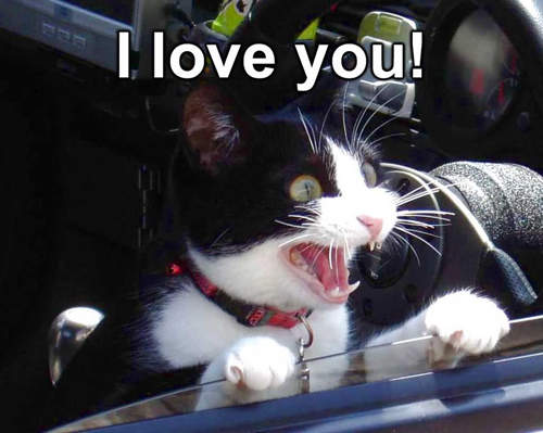 《貓咪愛你的5個表現》原來貓大人不是要暗殺我喔！？(´;ω;`)