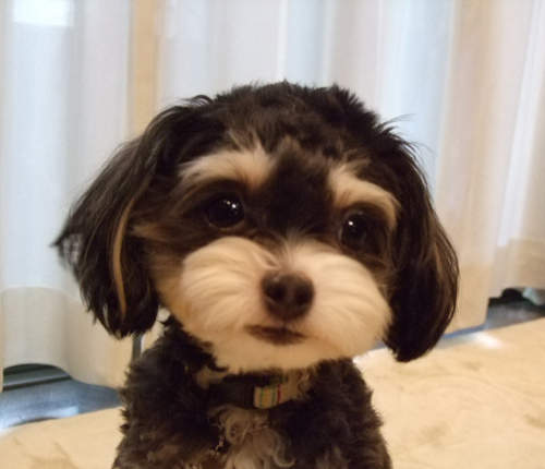 敲可愛《混種犬》無論什麼品種都是我們最愛的家人♥ 敲可愛《混種犬》無論什麼品種都是我們最愛的家人♥
