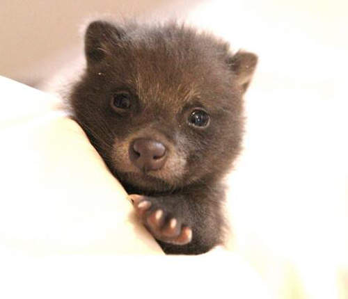 Twitter爆紅小狸貓《武藏》超萌模樣粉絲激增