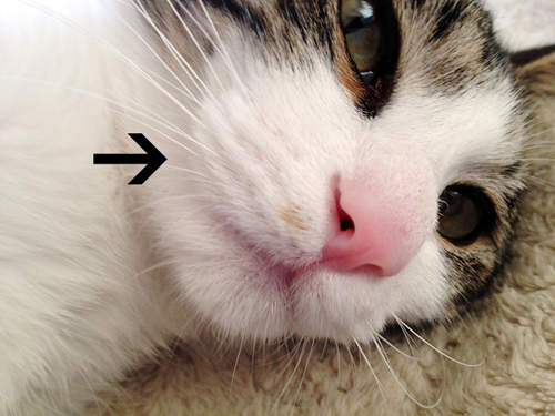 《貓咪的鬍鬚墊》嘴巴兩側那ω小可愛竟然有正式名稱(戳戳) 《貓咪的鬍鬚墊》嘴巴兩側那ω小可愛竟然有正式名稱(戳戳)