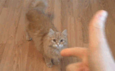 《對寵物開槍》砰砰!寵物的反應是....? 《對寵物開槍》砰砰!寵物的反應是....?