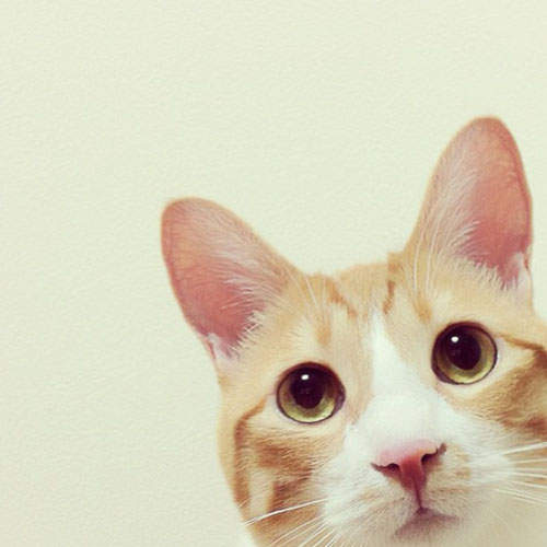 《小病貓小麥》每天都與心臟病搏鬥的Instagram人氣貓