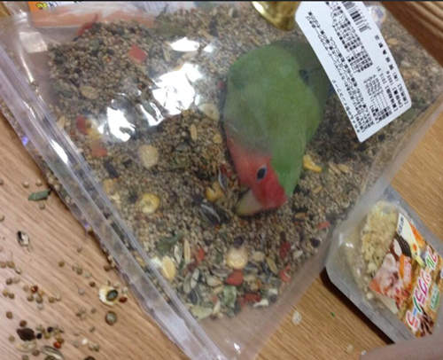 《小鸚鵡》趁著主人不注意時竟然偷偷跑去... 《小鸚鵡》趁著主人不注意時竟然偷偷跑去...