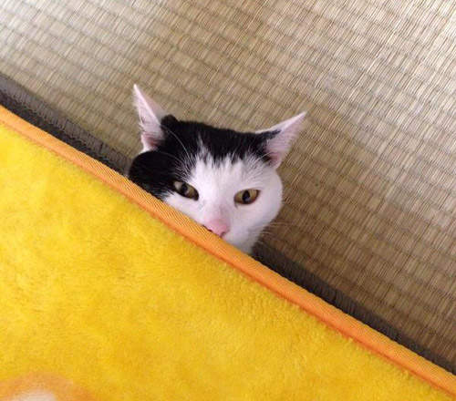 貓咪占領電熱毯事件頻傳(躺)人類究竟該何去何從... 貓咪占領電熱毯事件頻傳(躺)人類究竟該何去何從...