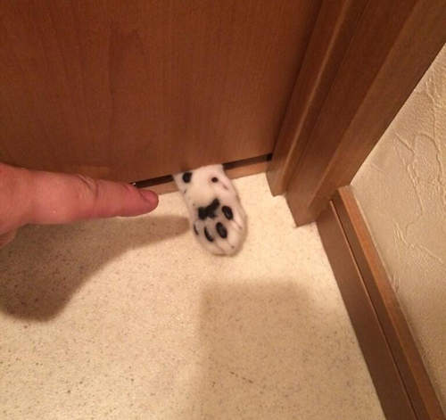 《貓肉球陷阱》你按耐得住想按貓肉球的衝動嗎? 《貓肉球陷阱》你按耐得住想按貓肉球的衝動嗎?