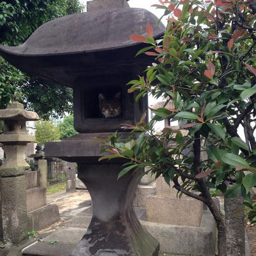 《貓的靈異照》就...就叫你不要在墓地亂拍照了吧...((゚゚Д゚゚ 《貓的靈異照》就...就叫你不要在墓地亂拍照了吧...((゚゚Д゚゚
