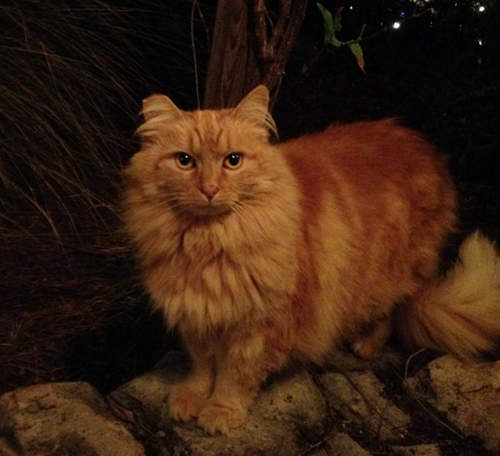 《迪士尼樂園的野貓員工》純天然抓老鼠小隊...不會抓到米老鼠吧? 《迪士尼樂園的野貓員工》純天然抓老鼠小隊...不會抓到米老鼠吧?