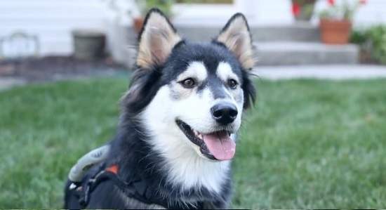 《3D列印技術拯救狗狗》這影片溫馨的讓我眼睛流汗了 《3D列印技術拯救狗狗》這影片溫馨的讓我眼睛流汗了