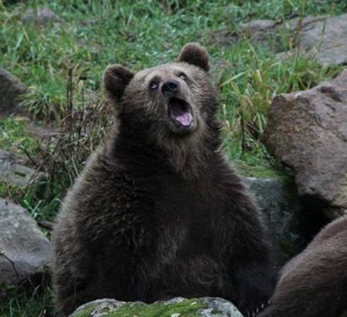 熊出沒注意　攝影的時候請小心轉角遇到熊！？