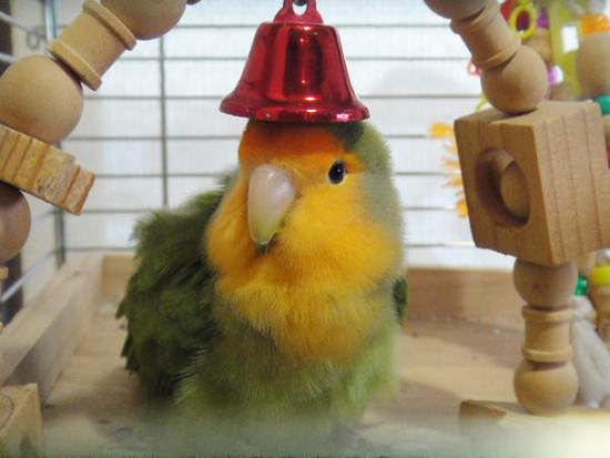 《無所不能奇拆的鸚鵡》再拆下去會不會拆房子啊XD 《無所不能奇拆的鸚鵡》再拆下去會不會拆房子啊XD