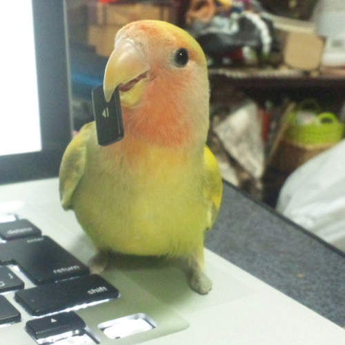 《鸚鵡的鍵盤拆解》為什麼大家都喜歡找鍵盤麻煩呢？wwww