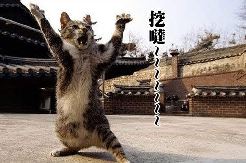 《忍者貓》人家飛簷走壁不需要替身喵的辣ΦᴗΦ