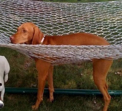 《狗的卡卡》沒有貓的柔軟度一樣可以輕鬆卡住