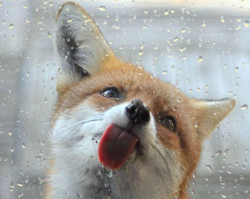 萌《狐狸怎麼叫?》絕對不是像歌裡那樣叫 萌《狐狸怎麼叫?》絕對不是像歌裡那樣叫